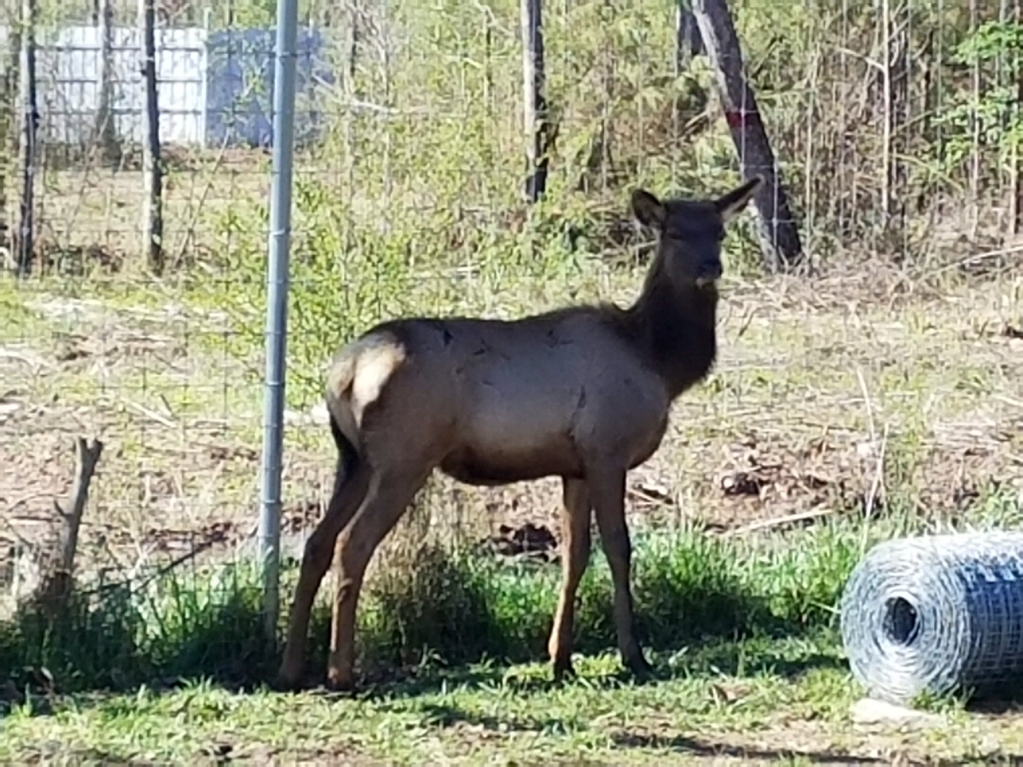 Deer beside wildlife fencing in Guntersville, Alabama installed by Hooks Fence Company