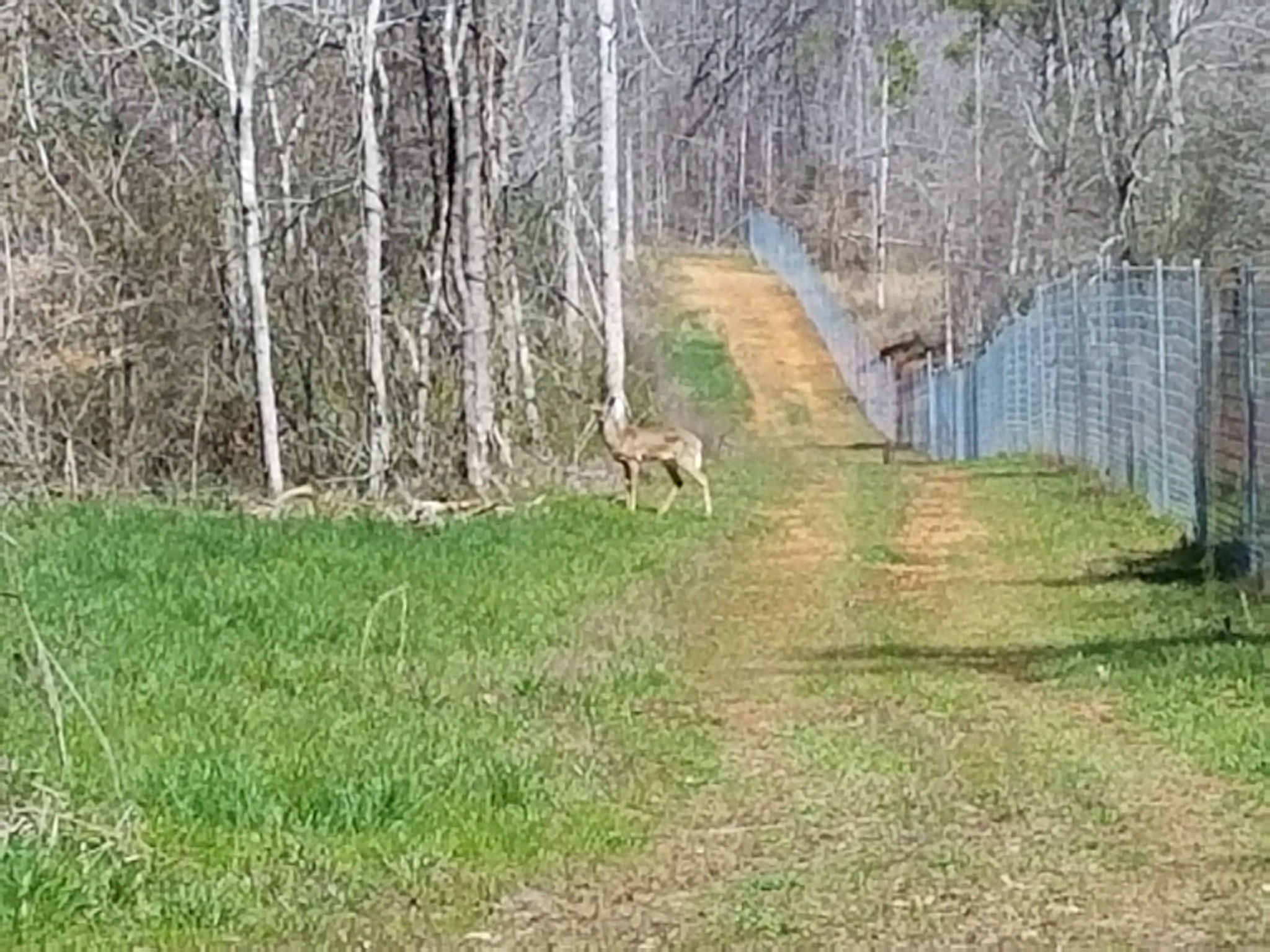 Deer fencing installation on a wooded property in Guntersville, Alabama by Hooks Fence Company
