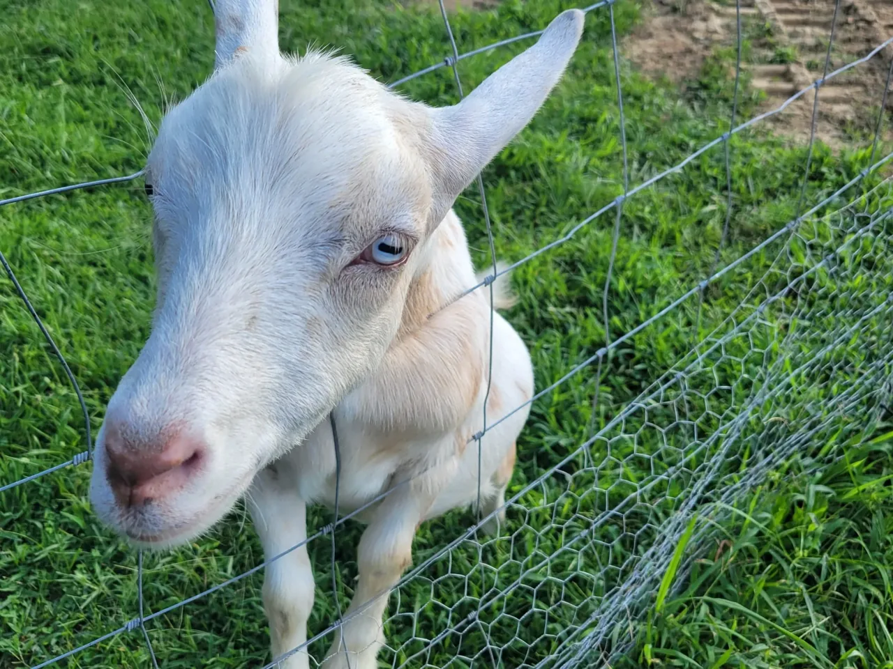 Goat behind sheep and goat wire agricultural fence in Aroney Alabama